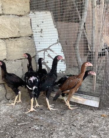 yerli inək cinsləri: 3 aylıqdılar barter falan yoxdu ancaq satıram 6 ədəddi qiymət birinə