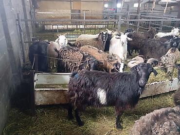 Козы, козлы: Продаю | Коза (самка) — 7