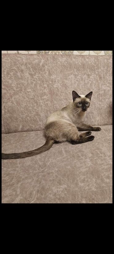 pisik sahiblenme: Siamese cat, Dişi