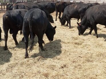 купить собаку породистую: Сатам | Уй (ургаачы), Бука (эркек), Кунаажын | Бордоп семиртүү үчүн, Союуга, Көбөйтүү үчүн | Асыл тукумдуу