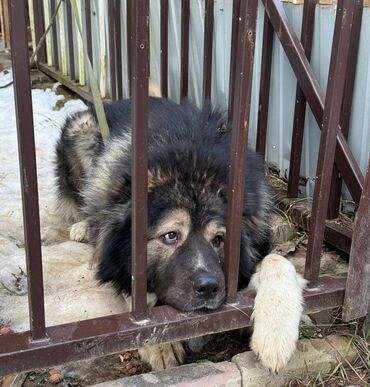 Отдам даром собаку: Собака даром: Кавказская овчарка, 1 год, Самец, С прививкой