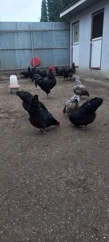 Xoruzlar: Avstrolob yumurtası və cucəsi sifariş olnur sifariş qabagcadan — 2