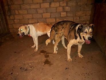 doberman itləri: 2 ay, Dişi, Peyvəndli, Ünvandan götürmə — 3