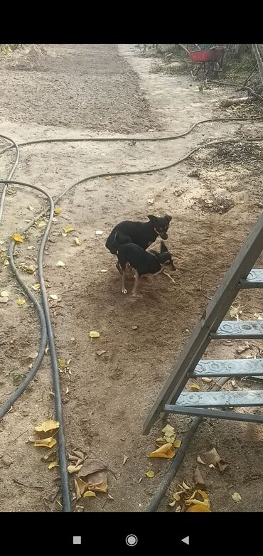 İtlər: 2 ay, Erkek, Peyvəndli, Pulsuz çatdırılma, Ödənişli çatdırılma, Rayonlara çatdırılma — 14