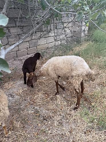 Mal-qara: Qoyun və quzu ana bala 1 ci qarindı quzu 1 aylıqdı kim istəsə yığa — 1