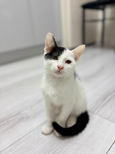 котята кант: Отдам двух котят мальчиков в хорошие руки. Малышам 3,5 месяца. На — 1