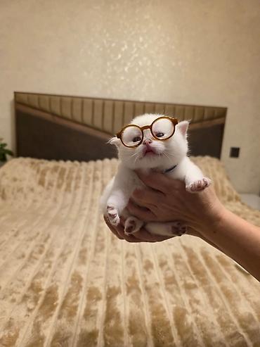 Pişiklər: Britan — 6