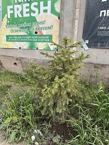 Ель: Ель (вероятно, канадская/серая, Picea glauca), компактная — 7
