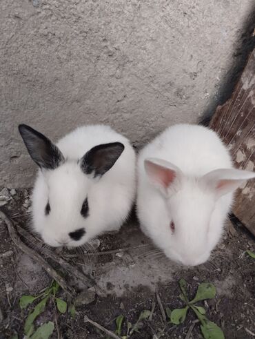 Кролики: Продаю | Крольчата | Белый великан | Для разведения