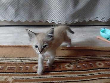 кошки бишкек: Отдам котят в хорошие добрые руки.Кушают всё подряд,к лотку — 4