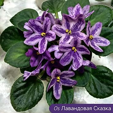Фиалки и глоксинии: 🌱🌺🌱 Продаю сортовые ДЕТКИ стандартных, трейлерныхмини и полумини — 24