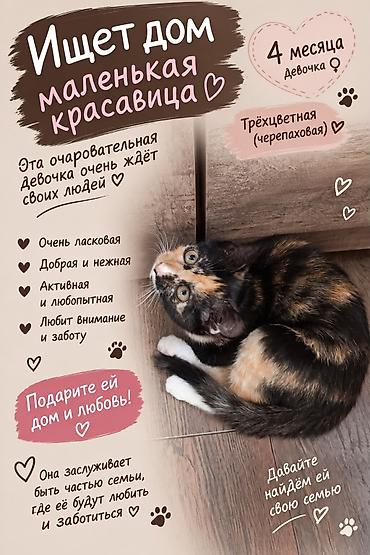 pitomnik temir: Кошка даром: Беспородная, 4 месяца, Девочка — 1