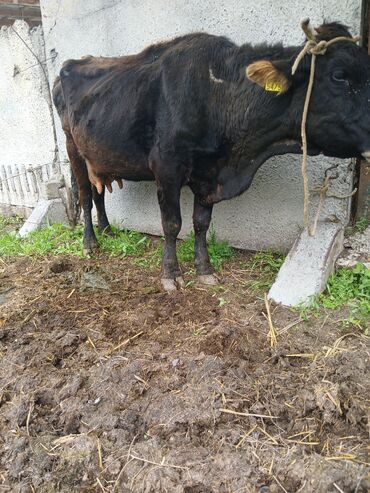 бельгиец бык: Продаю | Корова (самка) | Для разведения, Для молока | После отела