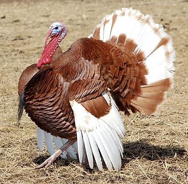 Hinduşkalar: Erkək, Damazlıq — 1