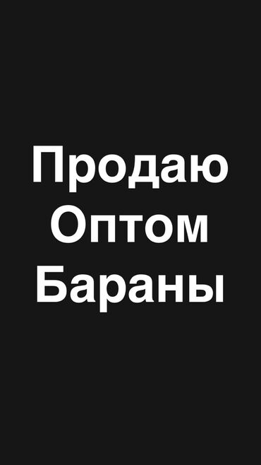 Бараны, овцы: Подаю бараны