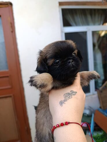 doberman qiyməti: Pekines, 2 ay, Dişi