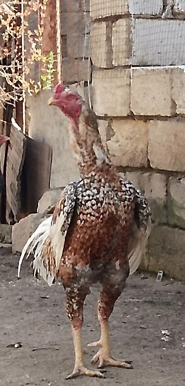 kənd çolpası satışı: Toyuq, Damazlıq, Ünvandan götürmə — 5