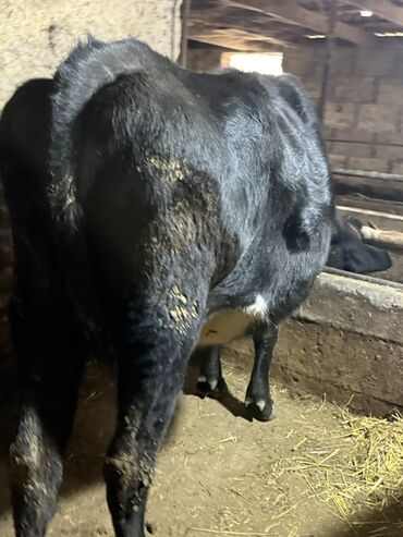 Коровы, быки: Продаю | Корова (самка) | Симментальская | Для молока — 3