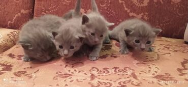 Pişiklər: Britan, Erkək, Dişi — 5