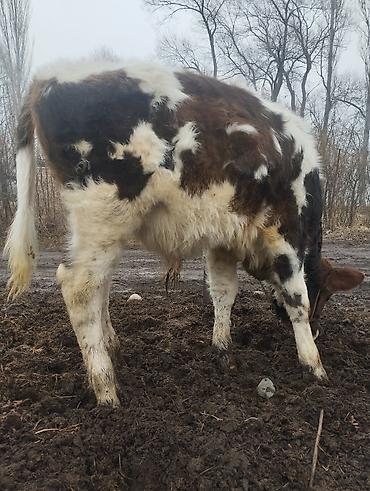 Коровы, быки: Продаю | Музоо, торпок | Полукровка | На откорм | Привязанные — 8