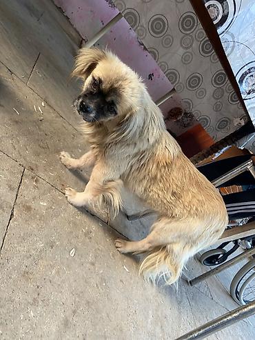 it pekines: Pekines, 2 il, Dişi, Ünvandan götürmə — 2