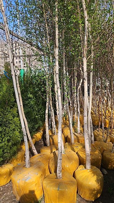 Семена газона: Газонные семена и почвосмеси для газона - Марки: Green Field — 18