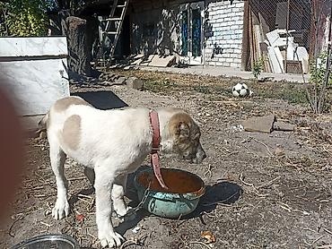 Иттер сатылат: Алабай, 4 айлык, Ургаачы, Эмделген — 3