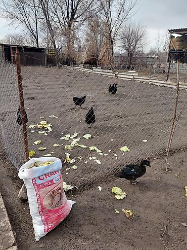 Другие с/х животные: Продаю куры, петух, индоутки Беловодске — 2