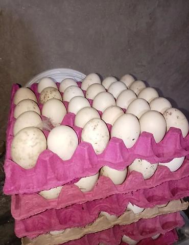 retriever satilir: Satılır: Çin (Afrika) qazı – damazlıq sürü, balaları və yumurtaları - — 3
