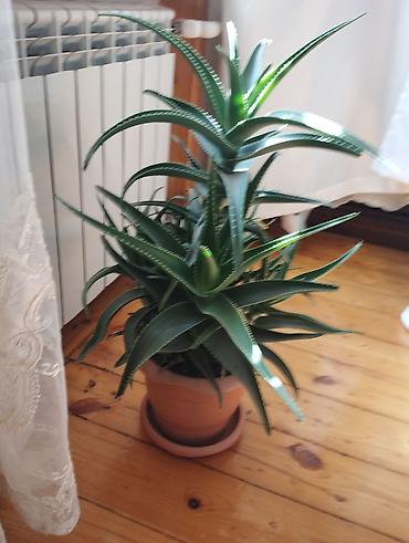 Otaq bitkiləri: Aloe vera (sukulent) – dekorativ otaq bitkisi - Növ: Aloe (aloe vera — 1