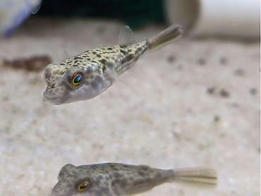 Продаю тетрадона фахака или Африканский Скалозуб (Tetraodon