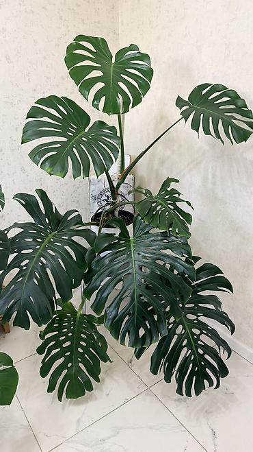 Монстера деликатесная (Monstera deliciosa) — крупное at lalafo.kg Монстера деликатесная (Monstera deliciosa) — крупное