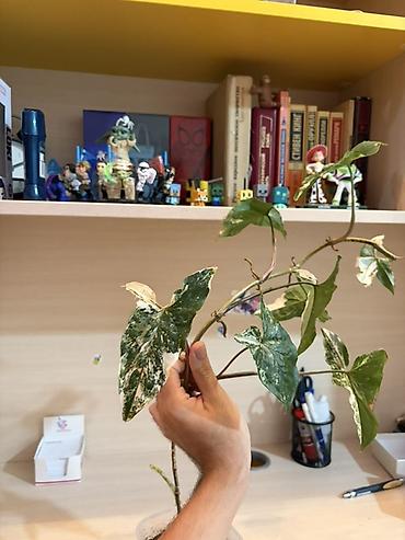 yosun: Syngonium podophyllum “Albo Variegata” – variegasiyalı otaq bitkisi - — 2