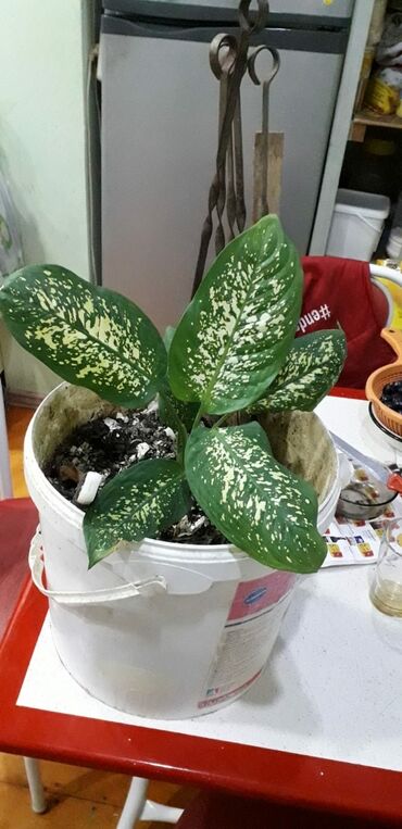 Otaq bitkiləri: DİFENBAHYA BÖYÜYÜB İRİ BİR DİBÇƏK BİTKİSİ OLUR ŞƏKİLLƏRİ VAR BAXIN — 6