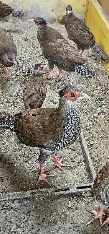 akvarium satilir: Gümişi girgovul balari satilir şəkildəkilərdi — 3