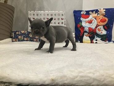 Psi: Francuski buldog štenci plave boje. Vakcinisani, spremni za novi dom — 2