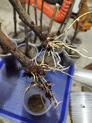 Виноград: Саженцы винограда. Пино, каберне, кишмыш, мцванни, ркацетелли — 4