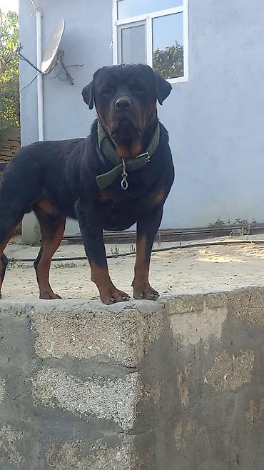 qurdbasar satisi: Rotveyler, 2 ay, Erkək, Sənədli, Ünvandan götürmə — 8