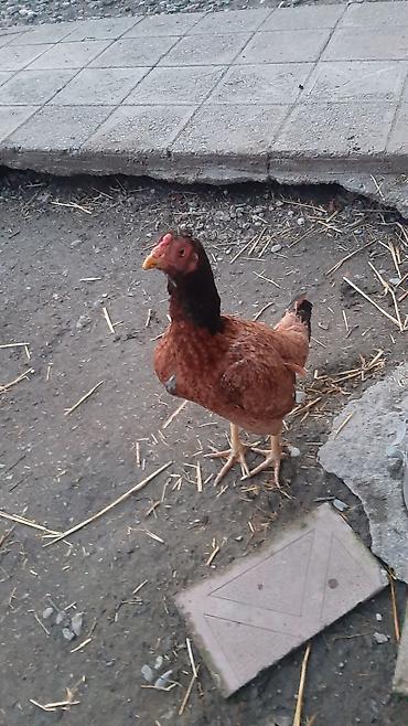 Toyuqlar: Toyuq, Yumurtalıq, Ödənişli çatdırılma — 3