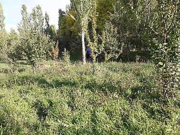 талас терек: 20 соток, Курулуш, Кызыл китеп — 3