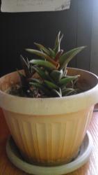 осень весна: Продаю комнатные растения. 1) кактус мамилярия бокасская (цветет