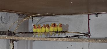 Птицы: Попугаи: Ожереловые (экзоты), Неразлучники и Волнистые ​Описание — 2