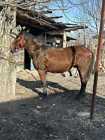 Лошади, кони: Продаю | Кобыла (самка) | Дончак | Мерин — 8