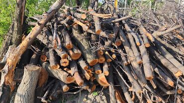 купить дрова бишкек: Дрова Самовывоз