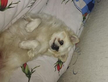 İtlər: Pekines, 8 ay, Erkek, Ünvandan götürmə