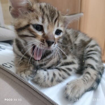 новорожденный котенок: Бенгальский котёнок - Окрас: яркий розеточный/пятнистый табби с