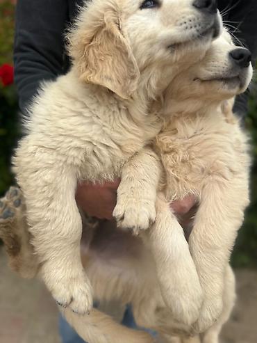 labrador itleri: Labrador-retriver, 2 ay, Erkək, Peyvəndli — 8