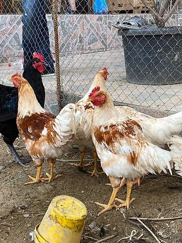 quba heyvan satisi: Təmiz qan Lohman Braun 1.500 cekide 5 aylıq sağlam heyvanlardır Bakı — 1