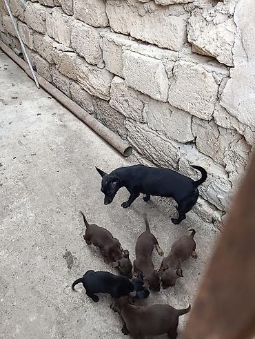 pitbul itlər: Çexiski Pincer balalar — 3