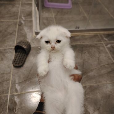 Pişiklər: Şotland yastı qulaq, Dişi, Yaxşı əllərə, Ünvandan götürmə — 4